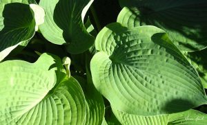 Hosta