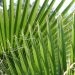 date-palm-leaves-marrakech