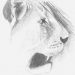 lion-sketch